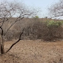 Gir Wildlife Sanctuary Timbarva National Forest Timbarva Gujarat