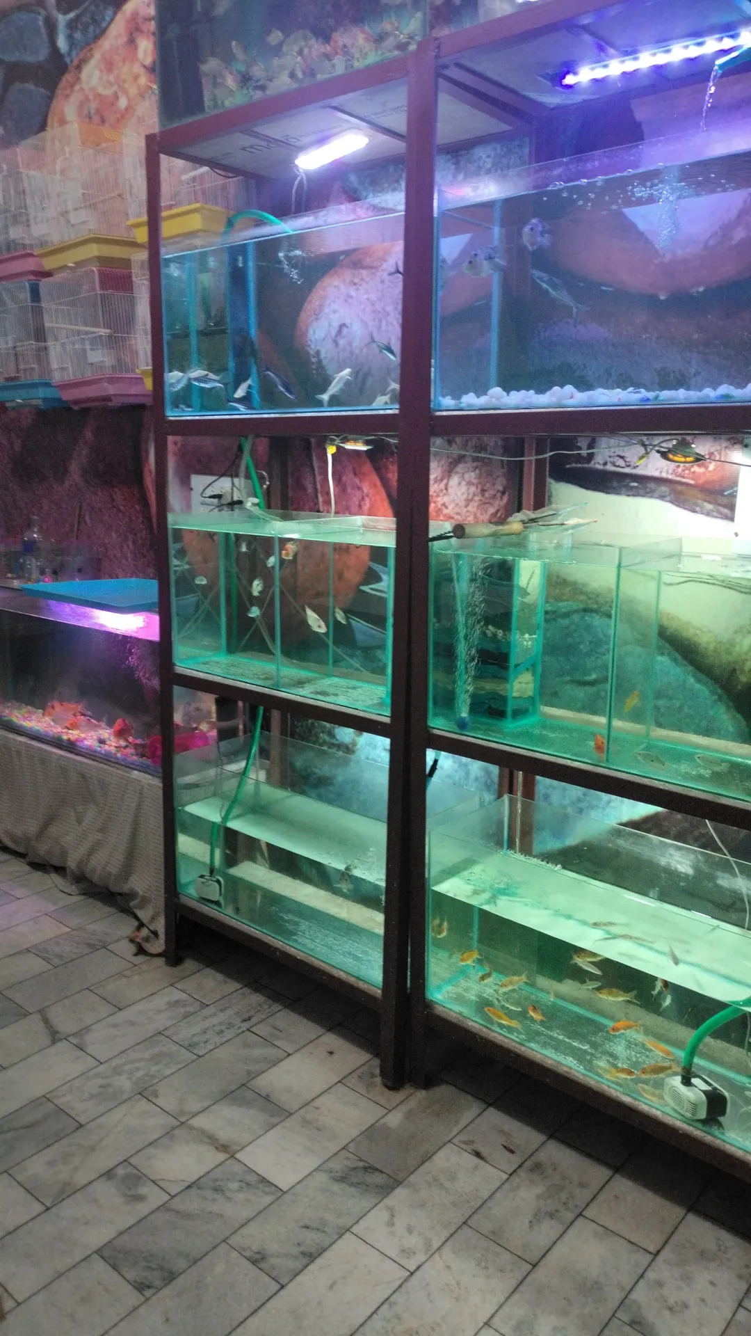 Aqua pet shop near me sale