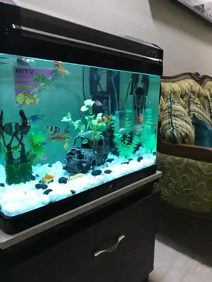 Arya Fish Aquarium Pet Shop Pet store Mumbai Maharashtra