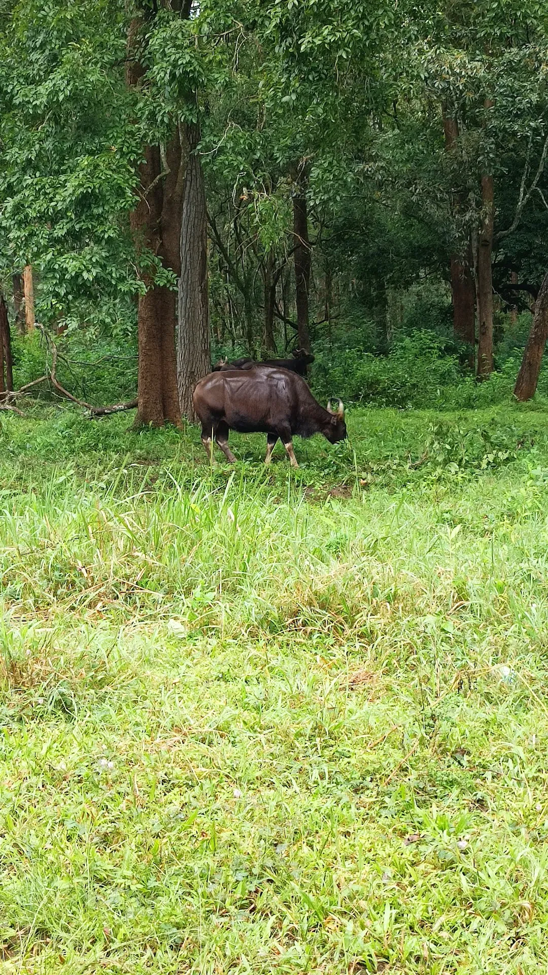 veeranahosahalli safari booking