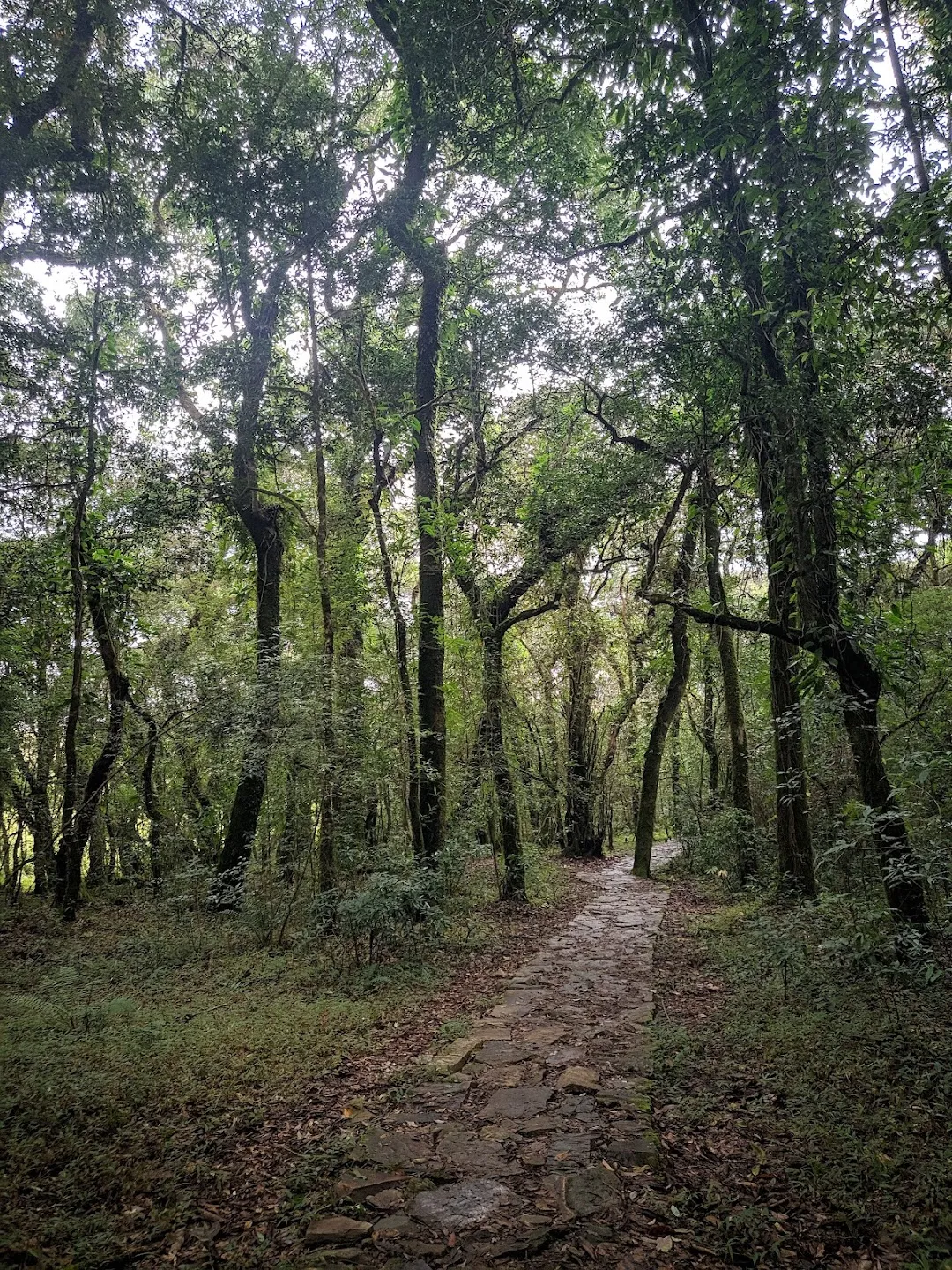 MAWPHLANG SACRED FOREST ; AMAZING MEGHALAYA Part 2 - YouTube