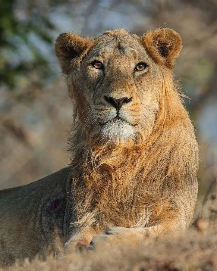 Sasan Gir Lion Photos Gallery Wallpaper Images - Real National Park Gujarat  Wild Life Jungle Pictures | Sasan Gir Lion Photos | Real Lion Pics | Sasan  Gir Lion Images | Sasan