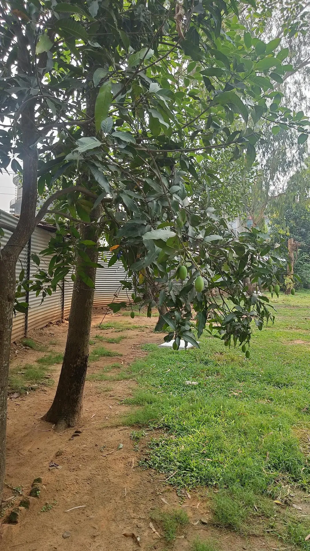 banuyo tree