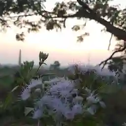 ହାଉସିଂ ବୋର୍ଡ଼ ଉଦ୍ୟାନ Housing Board Park