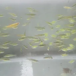 A & M Fancy Fish Aquarium