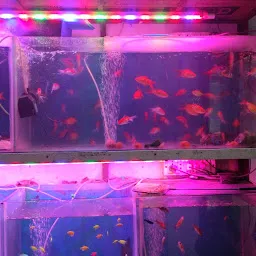 A.R Aquarium & Fancy Fish