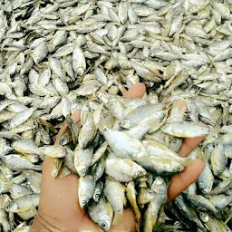 A.S DRY FISH, AURANGABAD