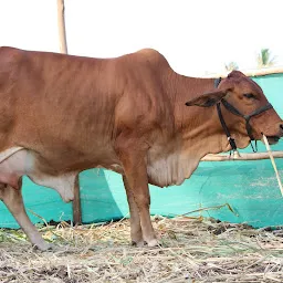 A2 Milk in Nashik - JS Dudh Dairy. Gir cow milk