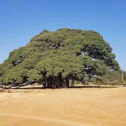 ಆಲದ ಮರ - ಬೆಂಘಾಲೆನ್ಸಿಸ್ ಮೊರೇಸಿ