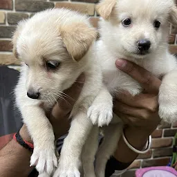 Aaradhya Pets