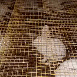 Aastha rabbit farming