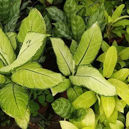 AASTHIGA NURSERY GARDEN