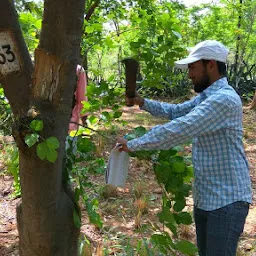 AICRP On Agroforestry