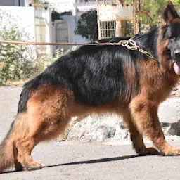 Akash dog pet world bhilai
