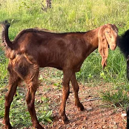 Al Madina Nirmal Goat Farm