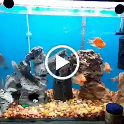 Alphabeta's Aquarium fish &Tree Consultants