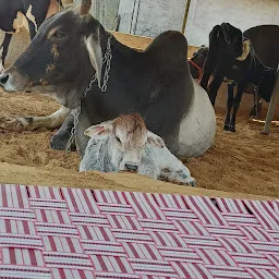 Aman Dairy farm