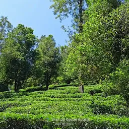 Ambanad Tea Estate