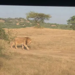 Ambardi Safari Park