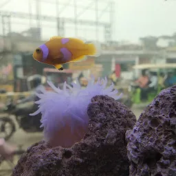 Ambey Aquarium(Suman Awasthy)