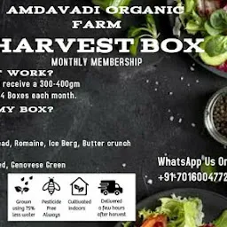 Amdavadi Organic Farms - hydroponic Green Lettuce, hydroponic Microgreens, Basil Microgreens. Hydroponic Mint.