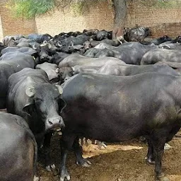 Andhra dairy farm/hf cow supplier/murra buffalo supplier/traders/dealer