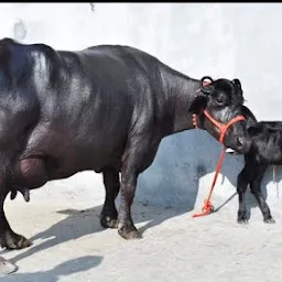 Andhra dairy farm/hf cow supplier/murra buffalo supplier/traders/dealer