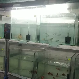 Angel aquarium