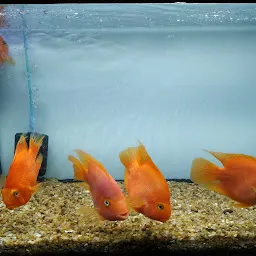 Angel Aquarium