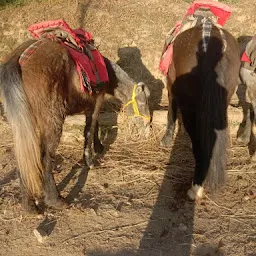Anil Horse Riding Kufri