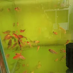 Anjlin aquarium store