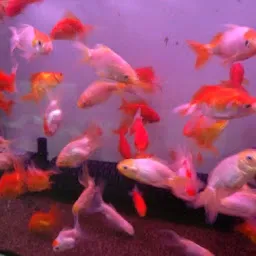 Apnapan Fish Aquarium