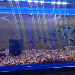 Aqua Fish Aquarium