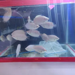 Aqua Fish Aquarium