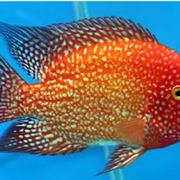 Aqua Shine Colour Fish Shop আকোয়া শাইন কালার ফিশ সপ