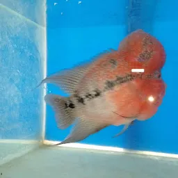 Aquarium colour fish center