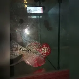 Aquarium World Flowerhorn