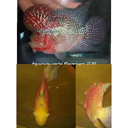 Aquarium World Flowerhorn