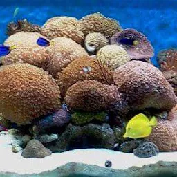 Aquariums India