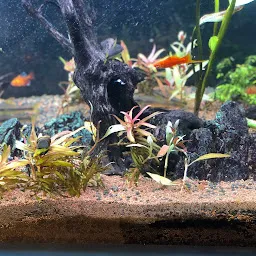 Aquascape Addicts (Aquariums. Aquascapes and More)