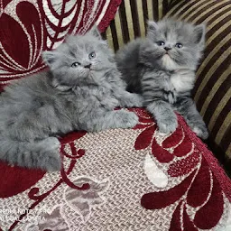 Arabic Persian Cat