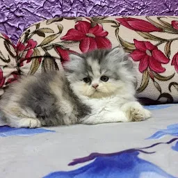 Arabic Persian Cat