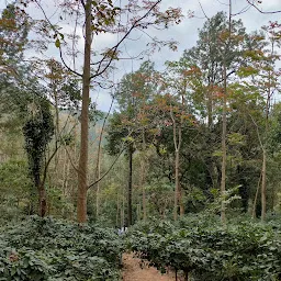 Araku Coffee Plantation Point