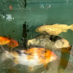 Arora's Fish Aquarium & Pet Shopee