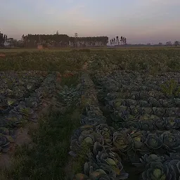 Ashok Chandna Agro Farm