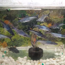 Asian Fish Aquarium