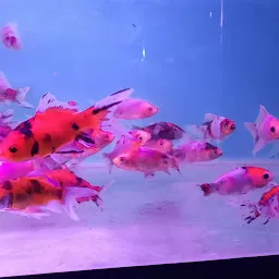 Asims Fancy Fish Aquarium & Pets