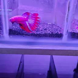 Asims Fancy Fish Aquarium & Pets