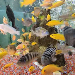 Atlantic Aquarium fish Shop