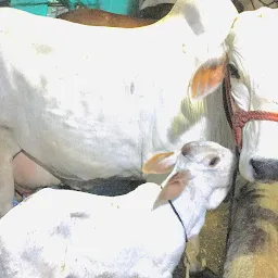 Avishkar Dairy Farm